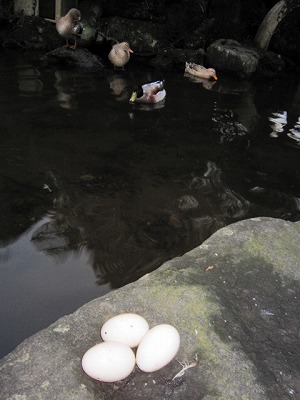 神池のカモ卵を産みました