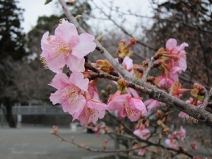 見頃を迎え始めた河津桜(第２駐車場)