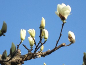 春の訪れを告げる辛夷(こぶし)
