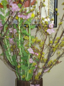 満作・菜の花・河津桜