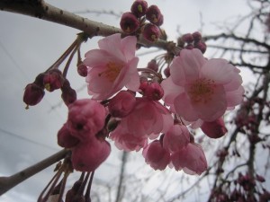枝垂桜は今日開花