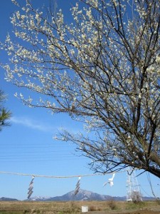 ume ooyama 大山にはまだ雪が残っています