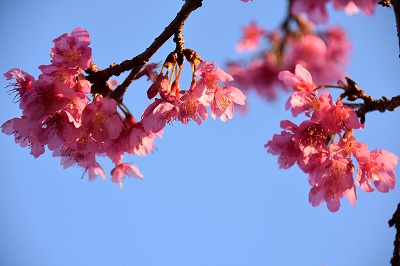 節分追儺祭2020 (47)